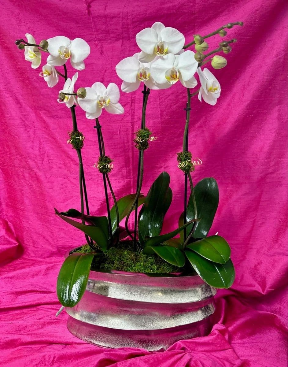 The Tiny Orchid Co.