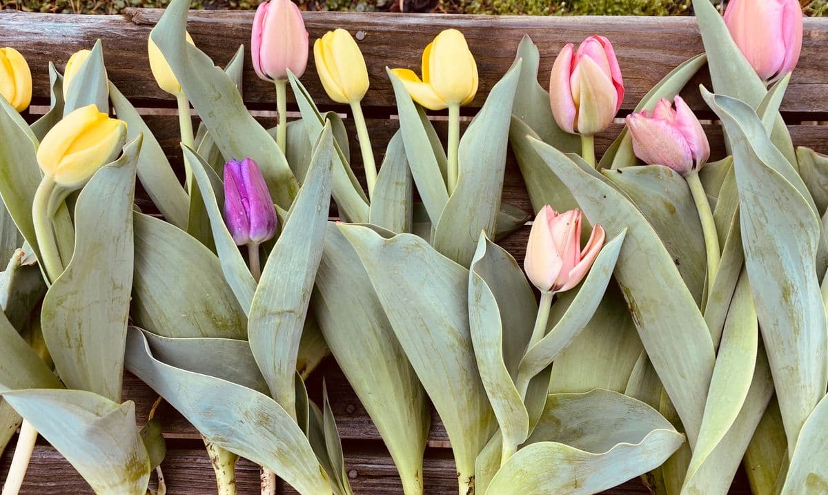 The Watering Can Flower Farm