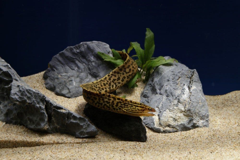 The Wet Spot Tropical Fish