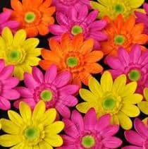 The Wild Daisy