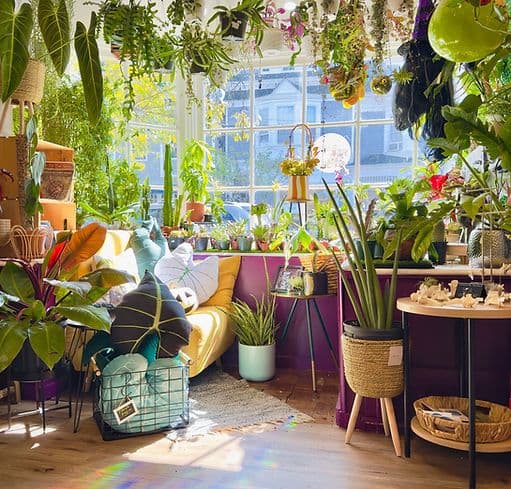 The Wild Iris Shop