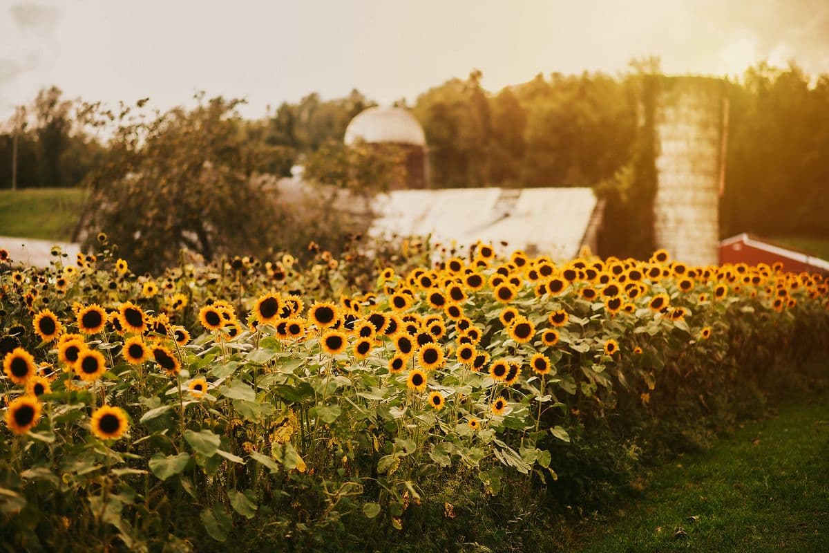 The Wild Sonflower
