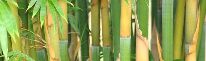 Thigpen Trail Bamboo Farm