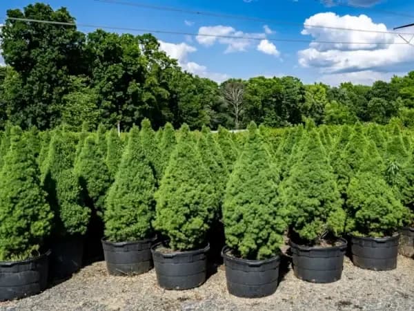 Tidbury Creek Farms and Nursery
