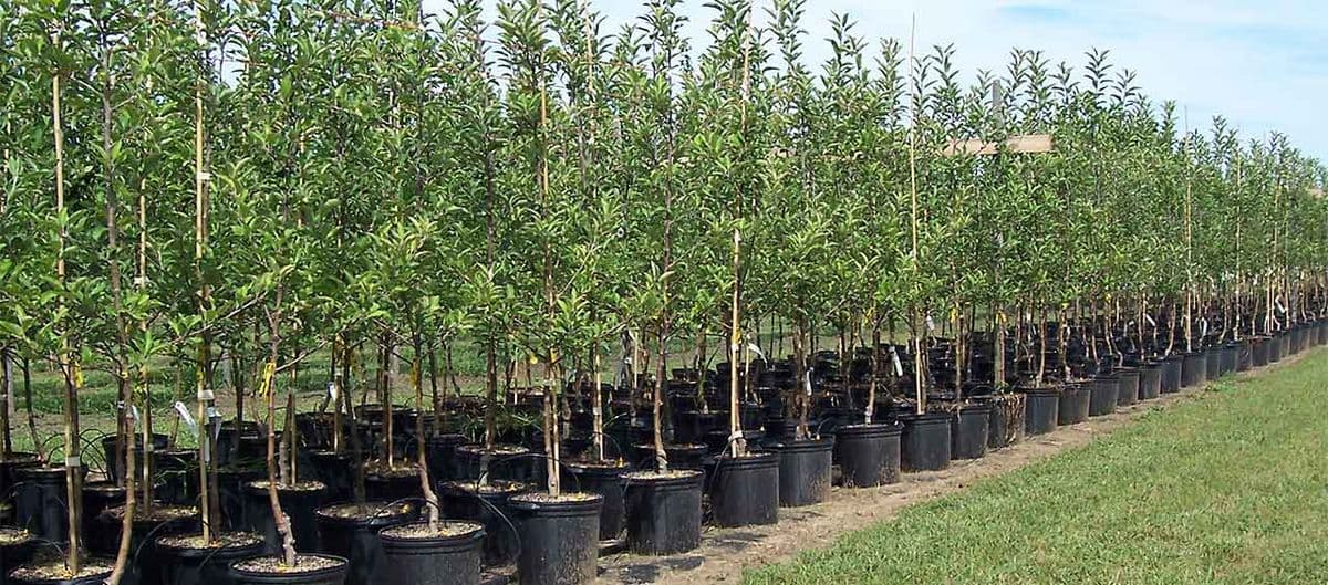 Tidewater Trees - Sales & Transplant