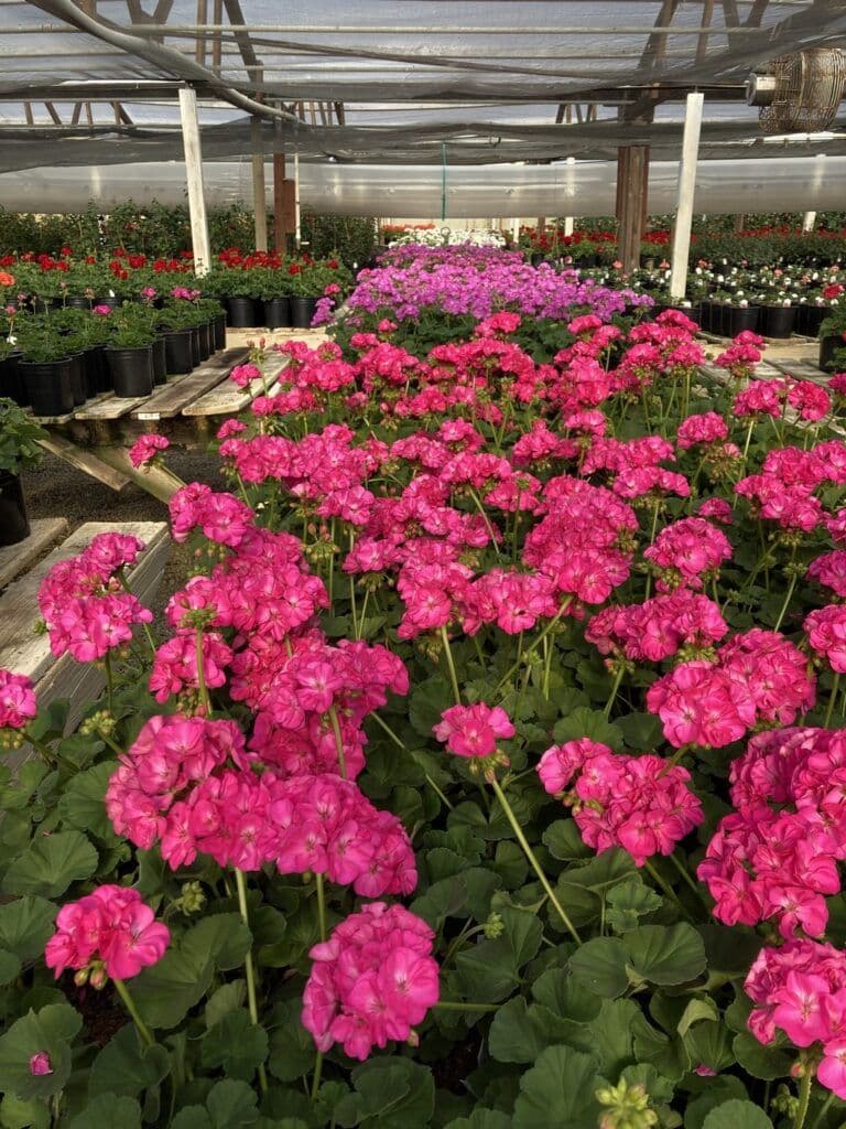Tiedemann Nurseries