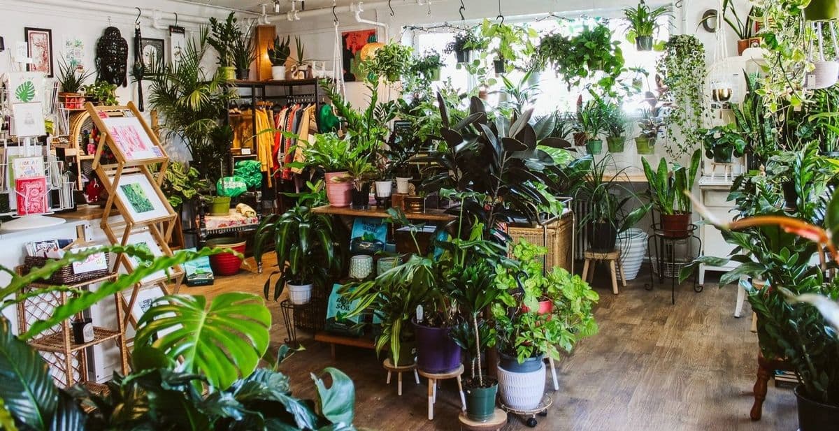 Tigerlily Goods • Denver Houseplants and Gift Shop