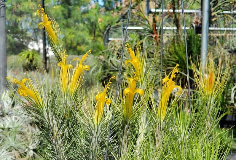 Tillandsia in Hawaii
