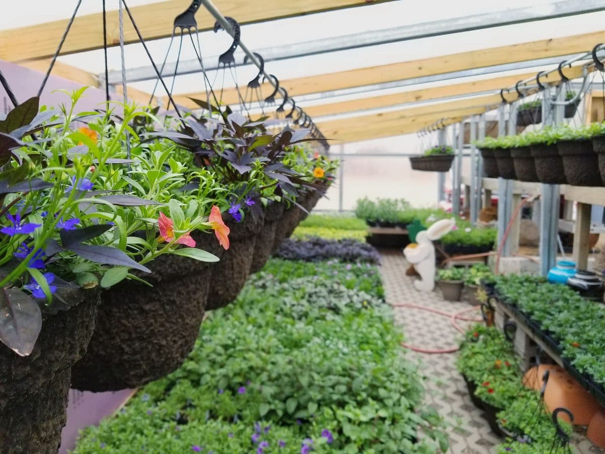 Tin Roof Garden