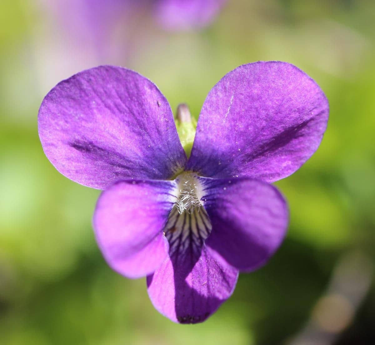 Toadshade Wildflower Farm