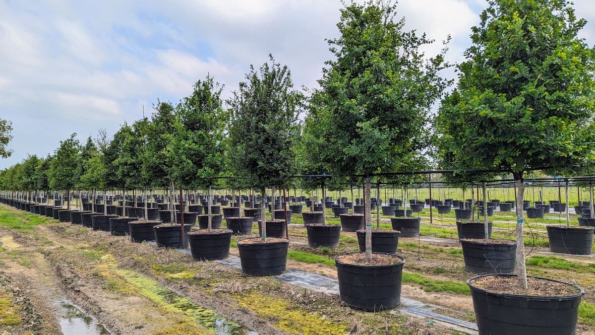 Top Notch Tree Farm