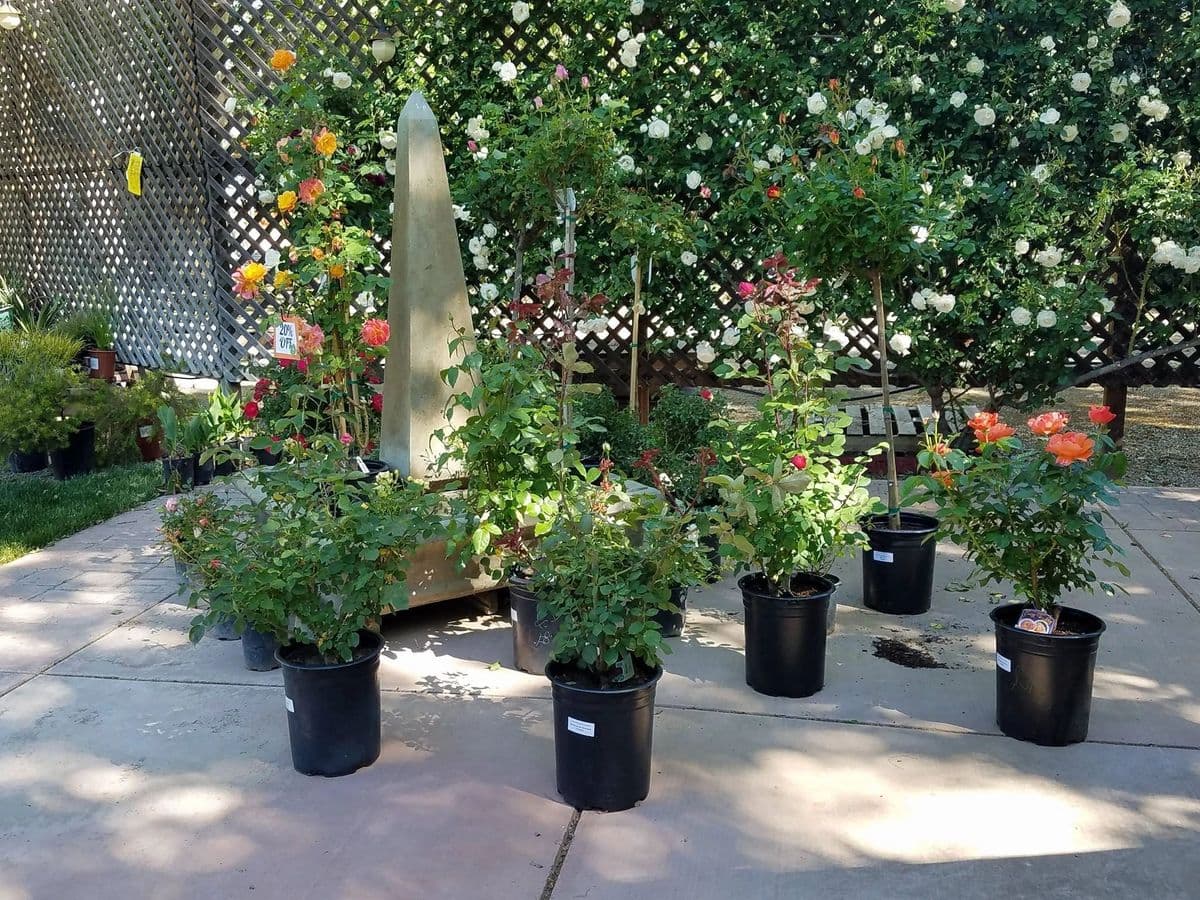 Tracy's Nursery and Gardens