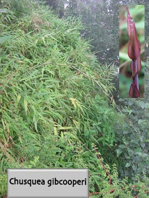 Tradewinds Bamboo Nursery