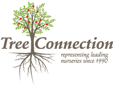 Tree Connection