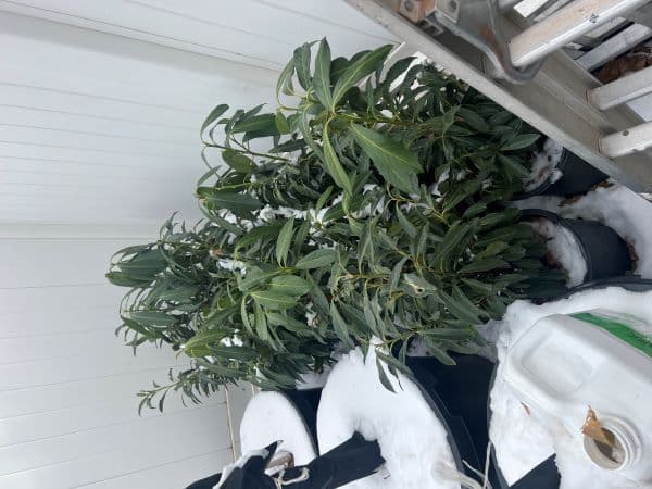 Tree It Up
