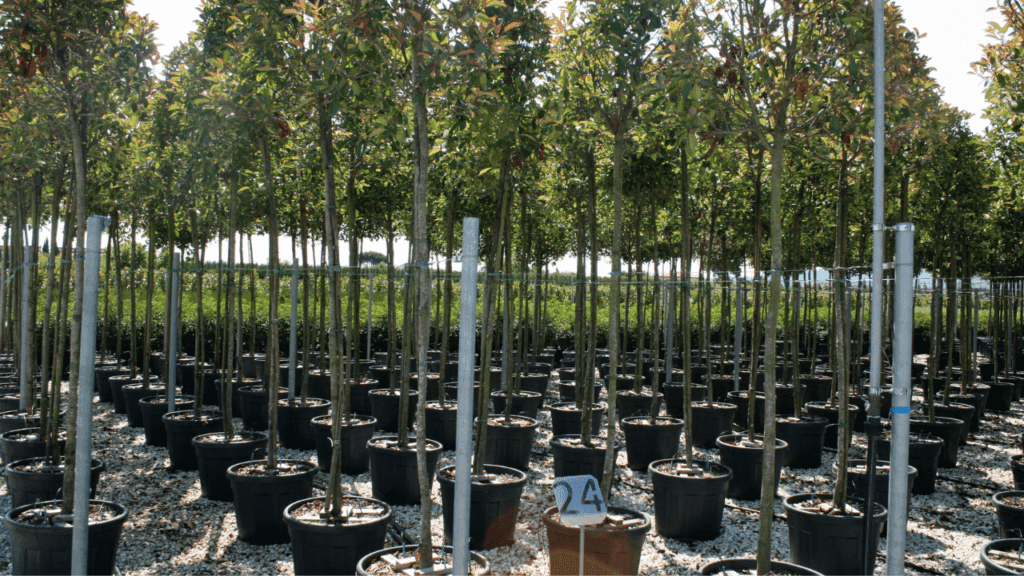 Tree World Nursery And Landscaping