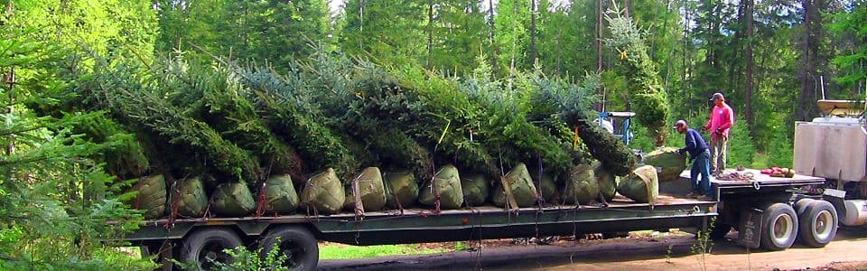 Trees Inc.
