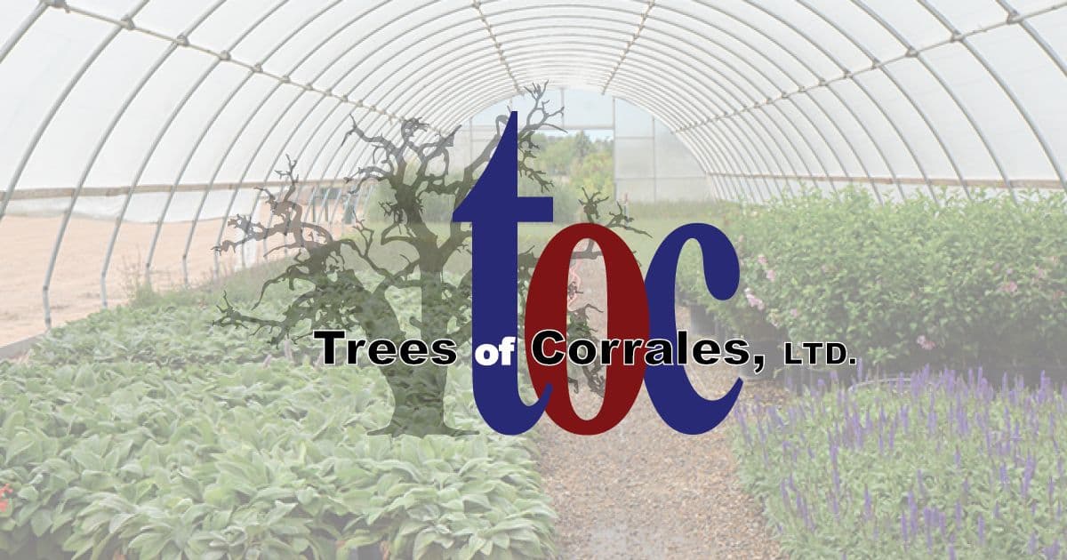 Trees of Corrales - Fort Sumner