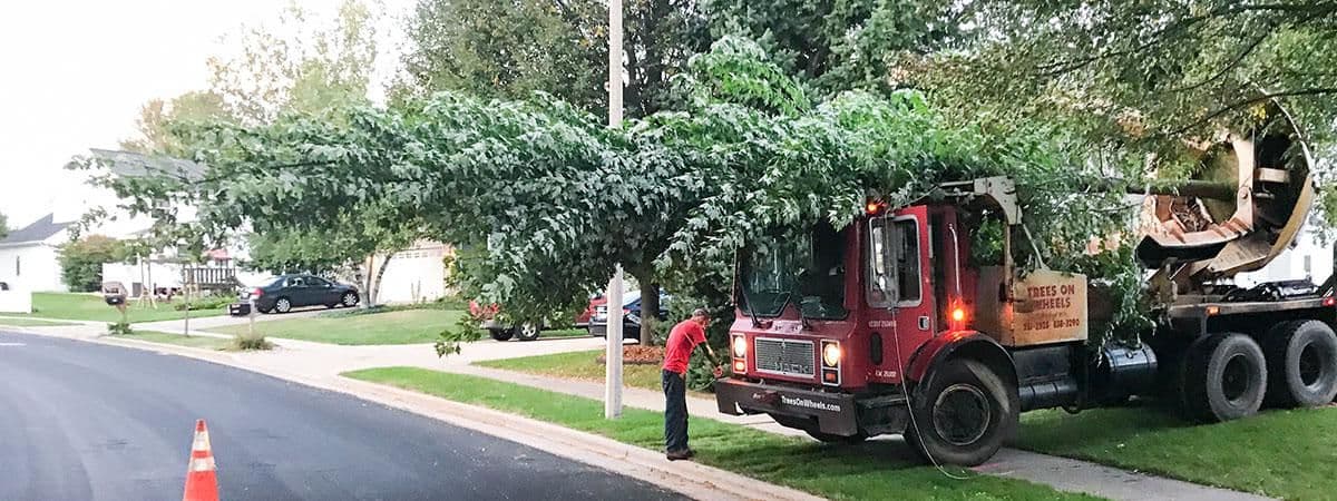 Trees On Wheels