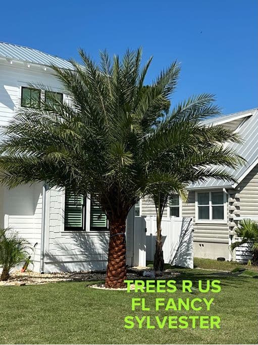 Trees R Us