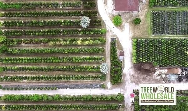 TreeWorld Wholesale