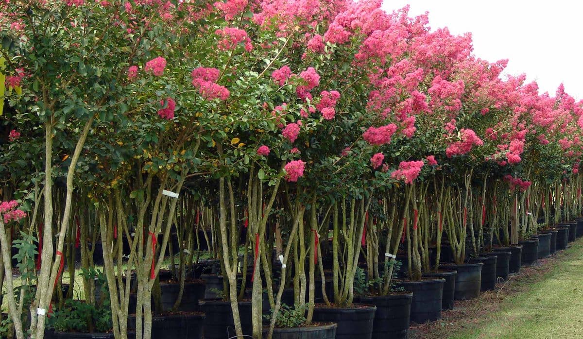 Triangle Nursery LLC