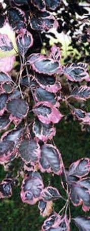 Tricolor Tree Farm, LLC