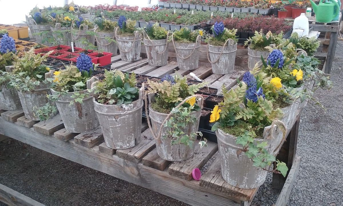 Trim Tree Nursery