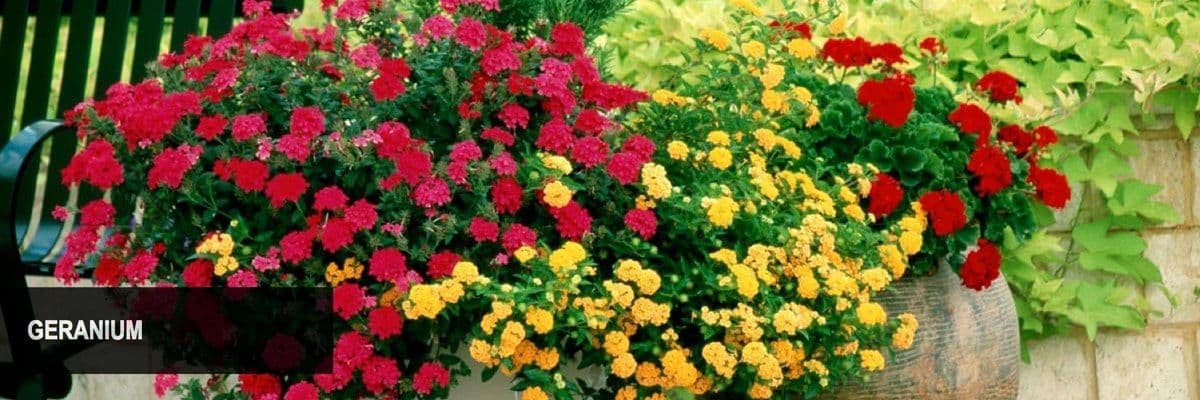 Trio Nursery