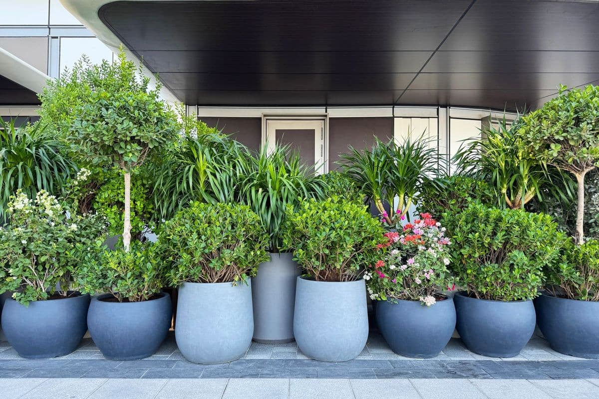 Tropical Designs
