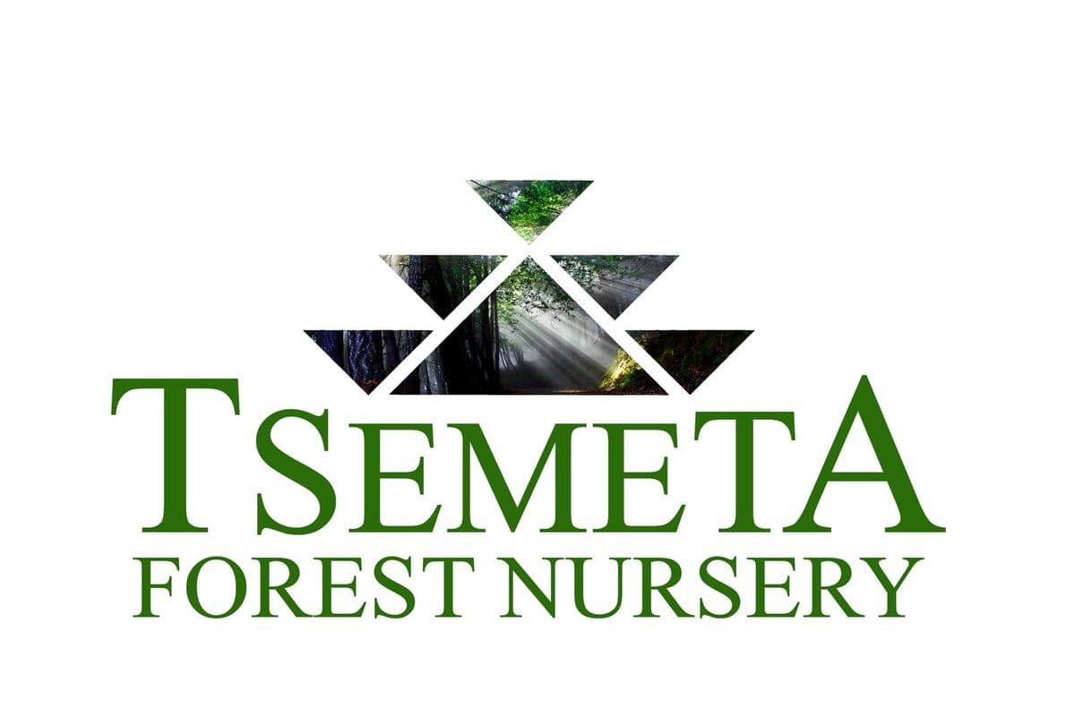 Tsemeta Forest Nursery