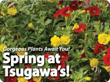 Tsugawa Nursery
