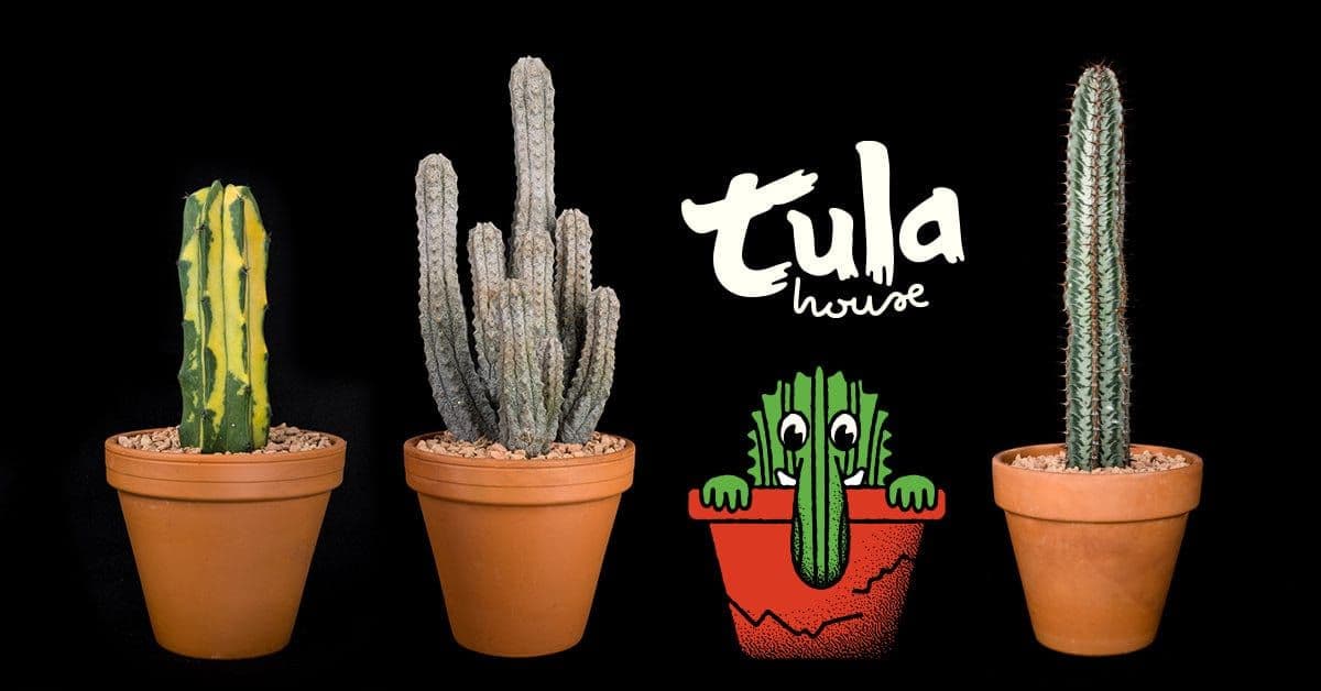 Tula House