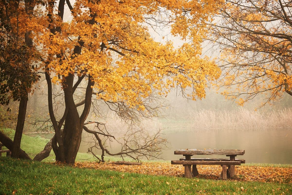 Turck’s Trees