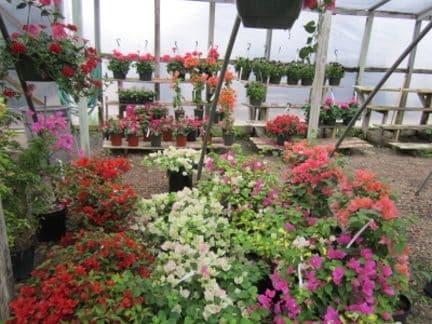 Turner's Gardenland