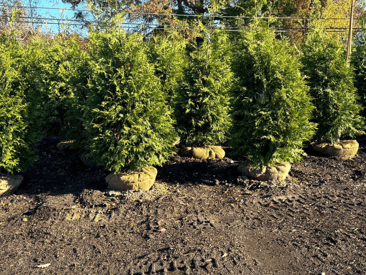Twin Ponds Nursery Inc.