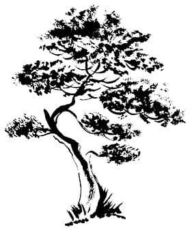 Twisted Nature Bonsai