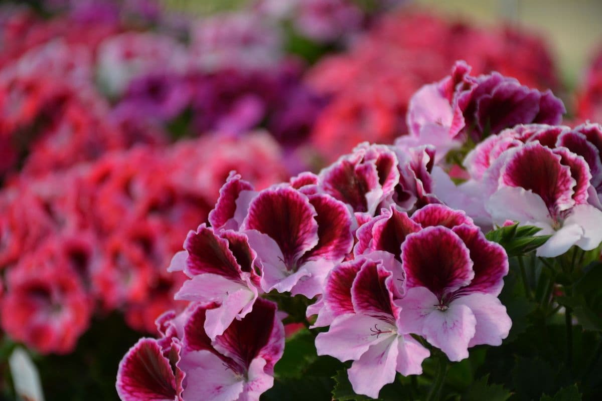 Two Seasons Greenhouse