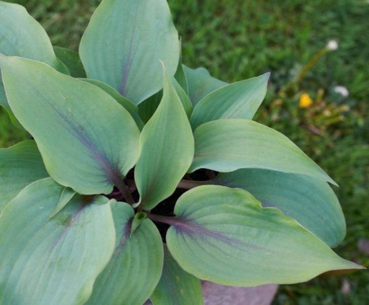 Uniquely Hostas