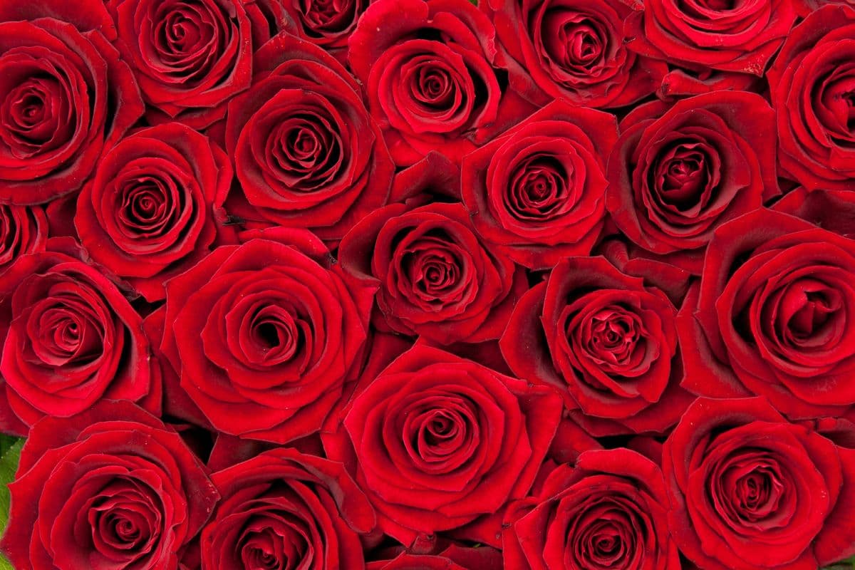 United Flower Wholesale