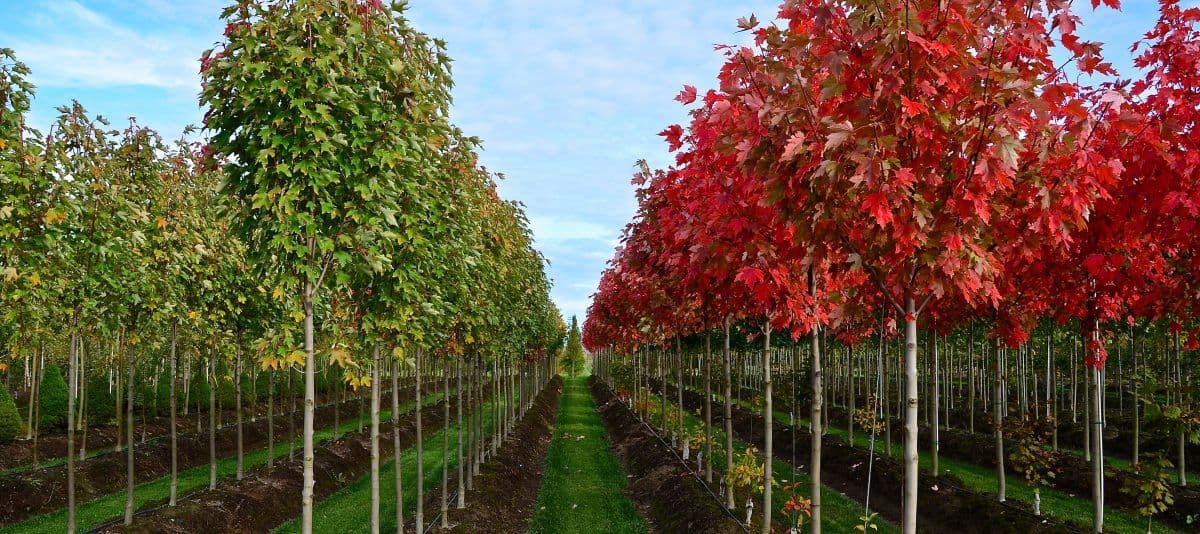 Urban Forest Nursery, Inc.