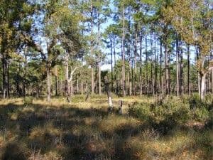 Urban Forestry Services