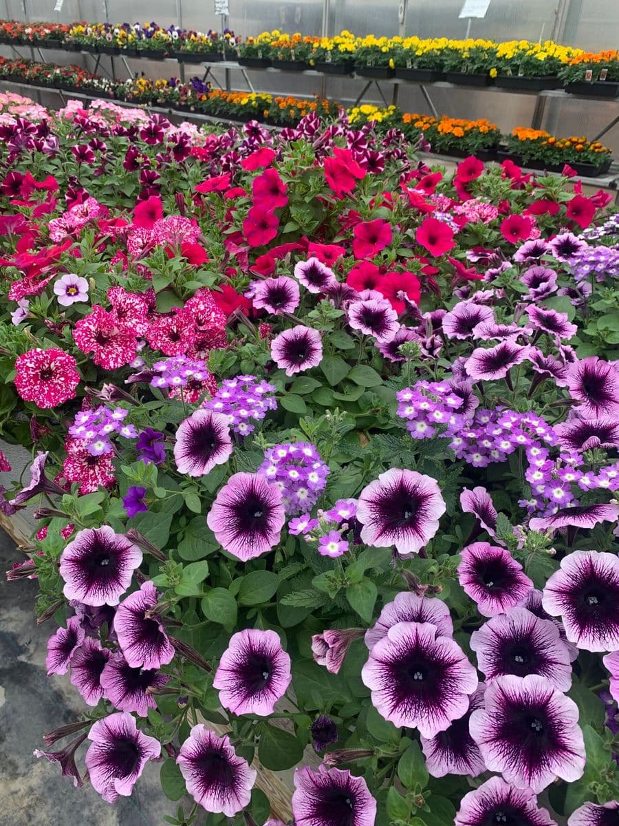 Urban Gardens & Greenhouse