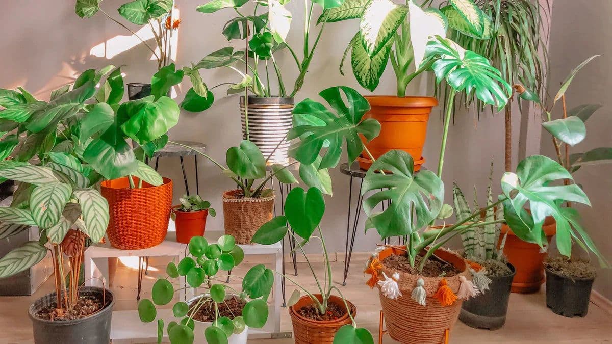 Urban Jungle Plant Shop