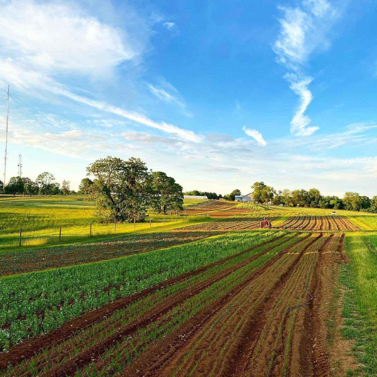 Urban Roots Farm