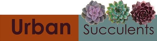 Urban Succulents