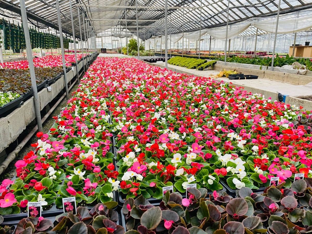 Urhausen Greenhouses
