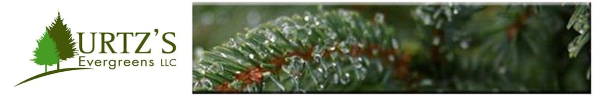 Urtz's Evergreens