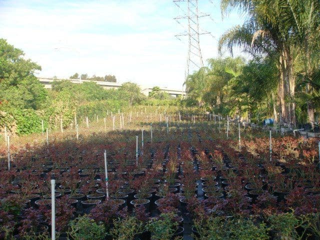 UVA Nursery