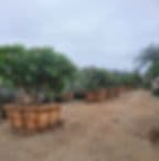 V & H Nursery